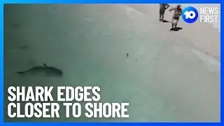 Sharks Takeover Popular Swim Spot | 10 News First