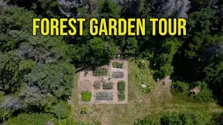 Touring My Off-Grid Forest Garden | Busting Myths and Giving Tips in my Wilderness Garden