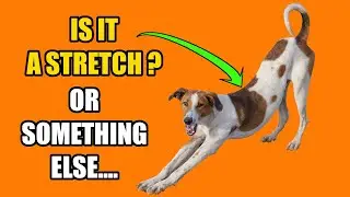 This is What it Actually Means when your DOG STRETCHES(Often when they see you)