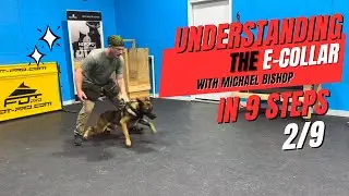 Ecollar Conditioning Lesson 2: Back Pressure | Michael Bishop | Little Rock Dog Trainer