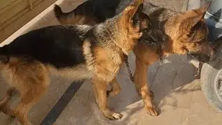 German Shepherd a good choice as a guard dog
