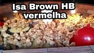 #shorts segunda dia de vida das Isa Brown HB vermelha