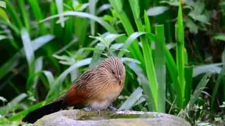 番鵑