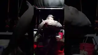 Monster catfish on hellcat rods🔥
