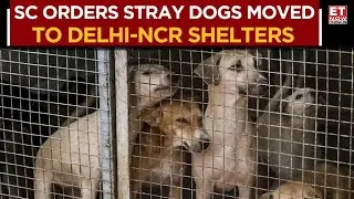 Supreme Court Orders Relocation Of Stray Dogs To Shelter Homes In Delhi-NCR | Business News | ET Now