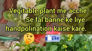 Vegetable plant me acche fal bnane ke liye kya kare.
