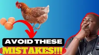 Hidden SECRETS Farmers MIXING chicken FEEDS REVEALED.