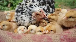 I was amazed to see the Mother hen's Commitment in hatching the all 17 Eggs