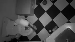 Cat Exploring How to Flush the Toilet with TECHO Touchless Toilet Flush Kit