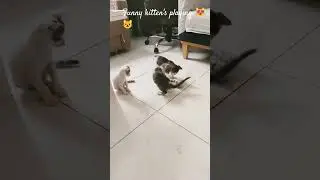 #catcomedy #kittencomedy #funnyanimal #catlovers #funnycat
