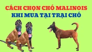 Cách Chọn Chó Malinois Khi Mua Tại Trại Chó / Bằng Đoàn TB