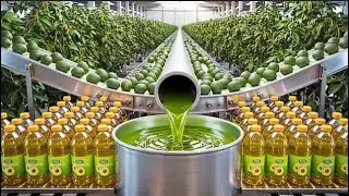 Inside a factory How avocado oil is made 🥑 The whole process