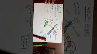 Axillary Artery By Ahmed Belhaj