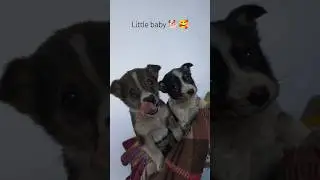 Baby dog video 🐕🤗🥰 #trending #shorts #viral #video #dog #funny