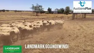 TJ & AE Oliver- Merino Ewe Lambs