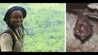 Protecting the Short-tailed Roundleaf bat | Iroro | FFN Award Winner 2020