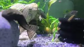 Aquarium