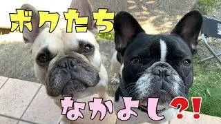 【お答えします】フレブル7兄弟みんな仲いいの？ケンカはしないの⁈