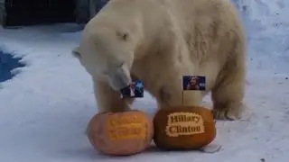 Watch Zoo Animals Predict The 2016 Presidential Election Winner