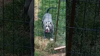 Meet the Blue Kings: American Bully XL 🦍 #puppy #shorts #americanbully #xlbullypuppy
