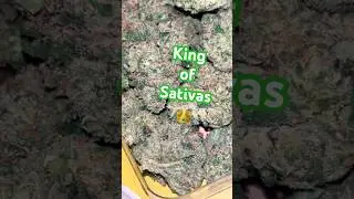 King of Sativas 👑 #420 #thca #shophellomary