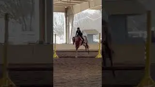 Got 3rd in Hunter Hack yesterday! #horse #equestrianculture #equestrian #equestrianshow