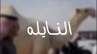 النايله|اداء العذب 🔥🔥