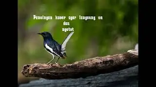 Di jamin kacer lain pasti langsung on dan ngotot pas denger suara ini