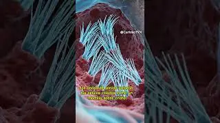 &iexcl;ESTO le pasa a tus O&Iacute;DOS con m&uacute;sica alta! 🎧💀