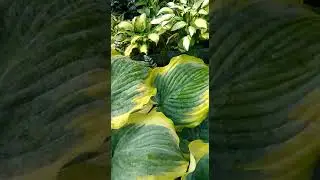 Хоста Седусер