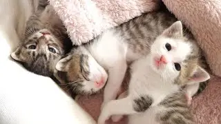 Котенок изо всех сил пытается всех разбудить... [Котенок, кот под защитой]
