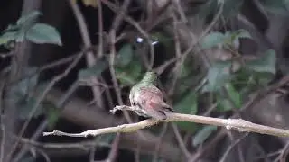 Berylline Hummingbird