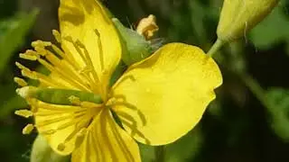 Swallowwort  - Chelidonium majus - Sv&ouml;lujurt - Valm&uacute;a&aelig;tt - Sumarbl&oacute;m - Gul bl&oacute;m