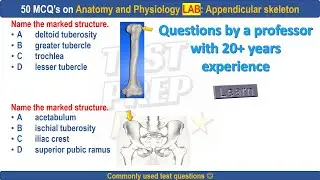 50 Appendicular skeleton practice questions by professor #appendicularskeleton #bones #boneanatomy