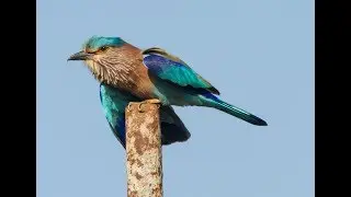 Goa Birding - 2013 -  2014 - 2017