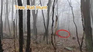 Hunting Tree Rats in Western Pa