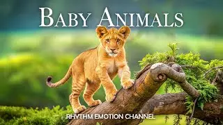 Adorable Baby Animals in 4K &ndash; Discover Nature&rsquo;s Heartwarming Wonders With Calming Music