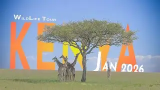 Why Kenya&rsquo;s Masai Mara Is the Ultimate Safari | Client Experience & Big Five