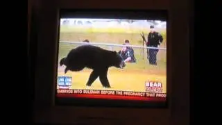 Shepard Smith Bear Alert 6/1/2011