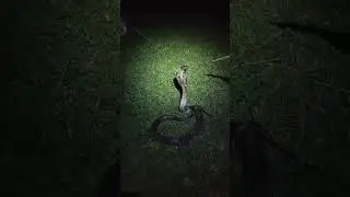 Indian spectacle cobra #release #dangeroussnake