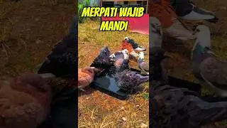 Memandikan merpati  #shorts #merpatitinggian #merpatiku ku