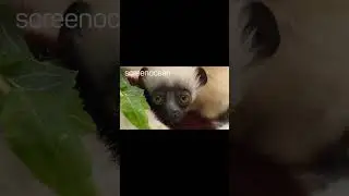 Happy Friday! This adorable baby dancing Lemur was born at Chester Zoo.
