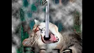 кот и вода