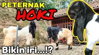 BIKIN IRI...‼️ INDUKAN 2,5jt Punya Cempe 11 Juta...