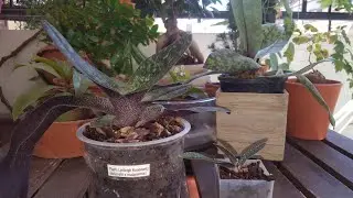 Пафиопедилумы от Happy orchids(3 недели адаптации)😉и Швеции