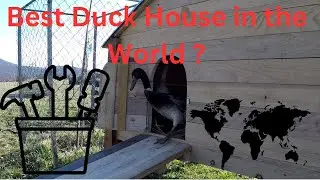 Finishing the best Duck house in the World - and moving the ducks in