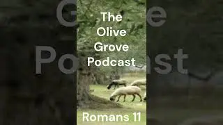 The Olive Grove Podcast Romans Chapter 11 Discussion