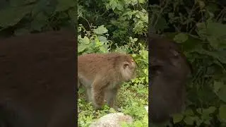 the monkey leader 😱