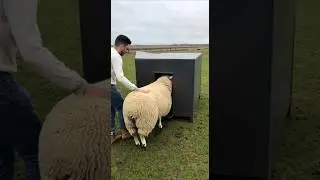 A Perfect Cube, One Sheep&hellip; Watch What Comes Out #farming #homesheephome #viral #sheepfarming #farmin