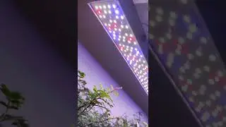 Led Grow Light For Plant - Smart Bright LEDs